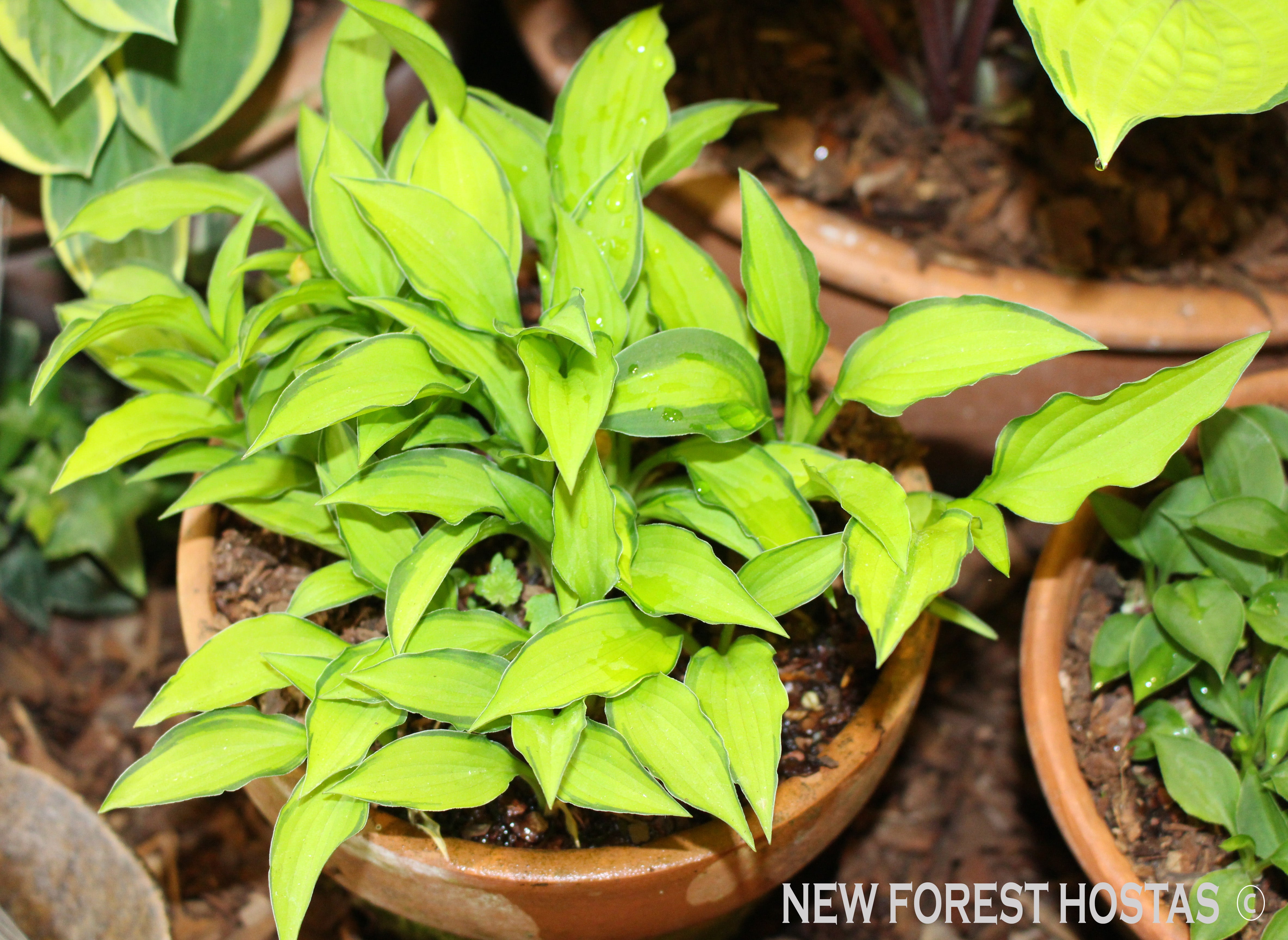 Hosta 'Twist Of Lime' - New Forest Hostas & Hemerocallis
