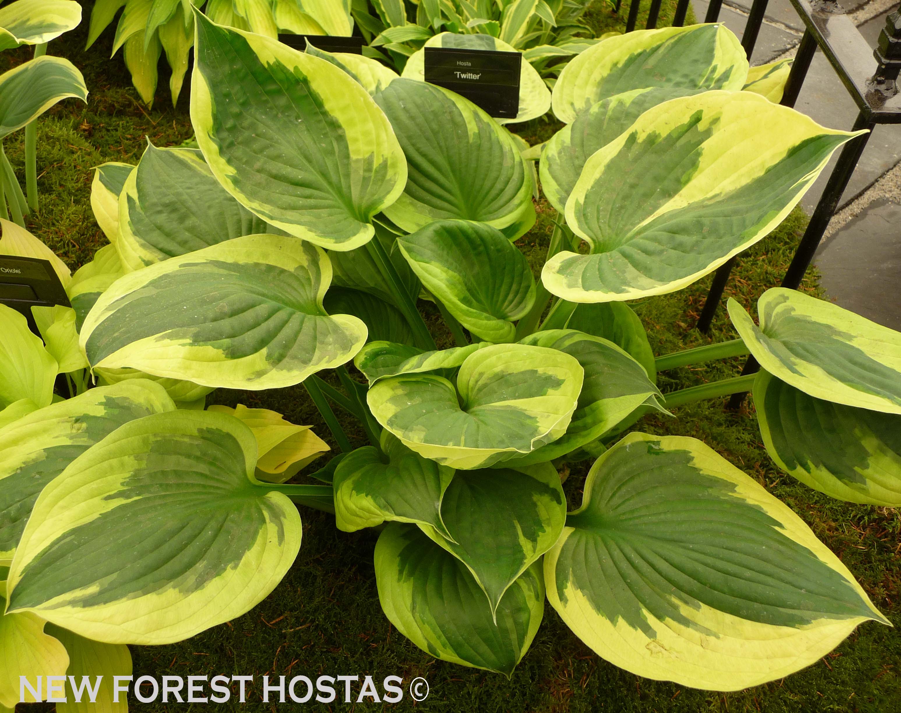 Hosta 'Twitter' - New Forest Hostas & Hemerocallis