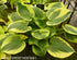 Hosta 'Twitter' - New Forest Hostas & Hemerocallis