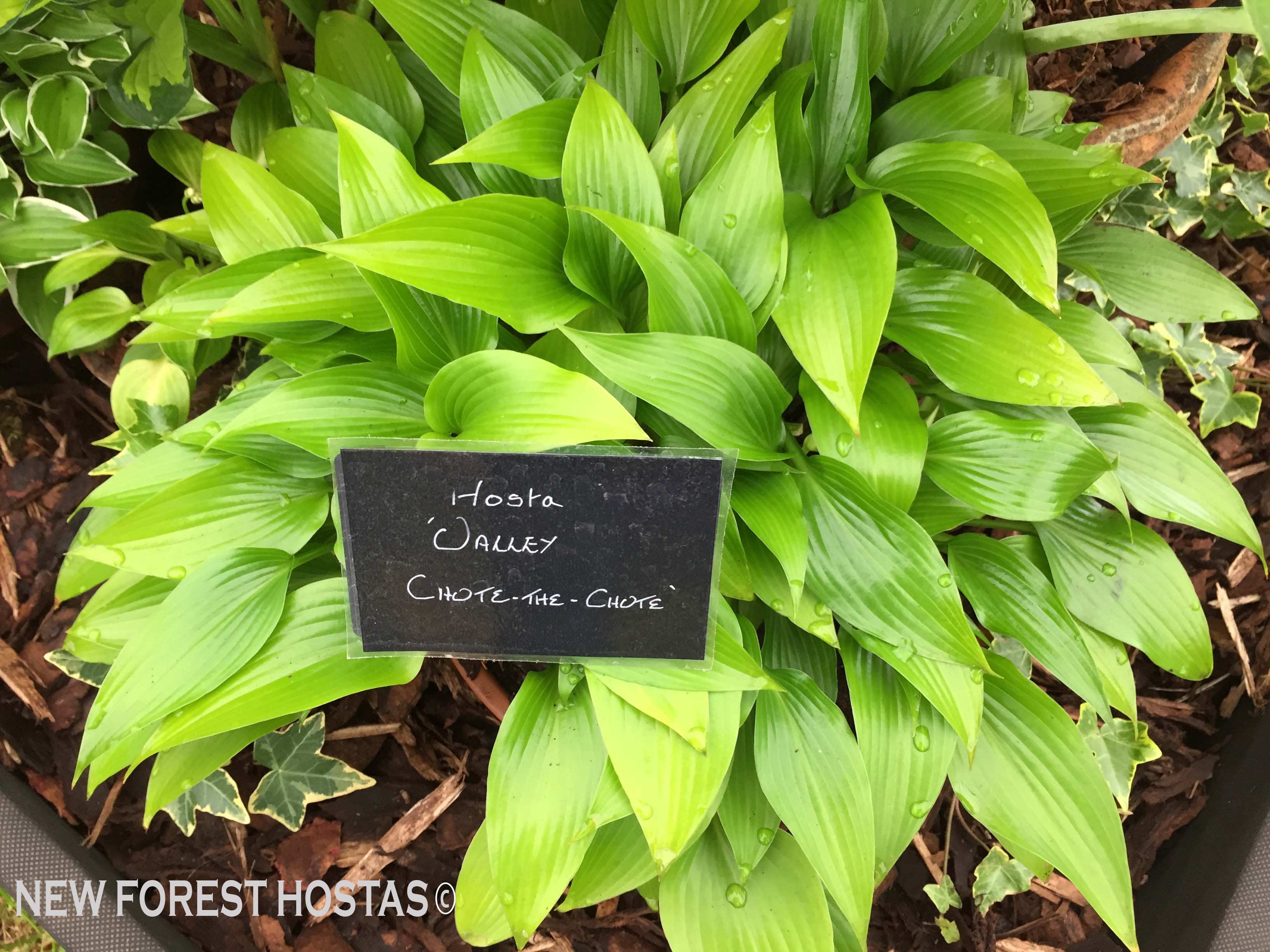 Hosta 'Valley's Chute the Chute' - New Forest Hostas & Hemerocallis