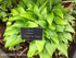 Hosta 'Valley's Chute the Chute' - New Forest Hostas & Hemerocallis