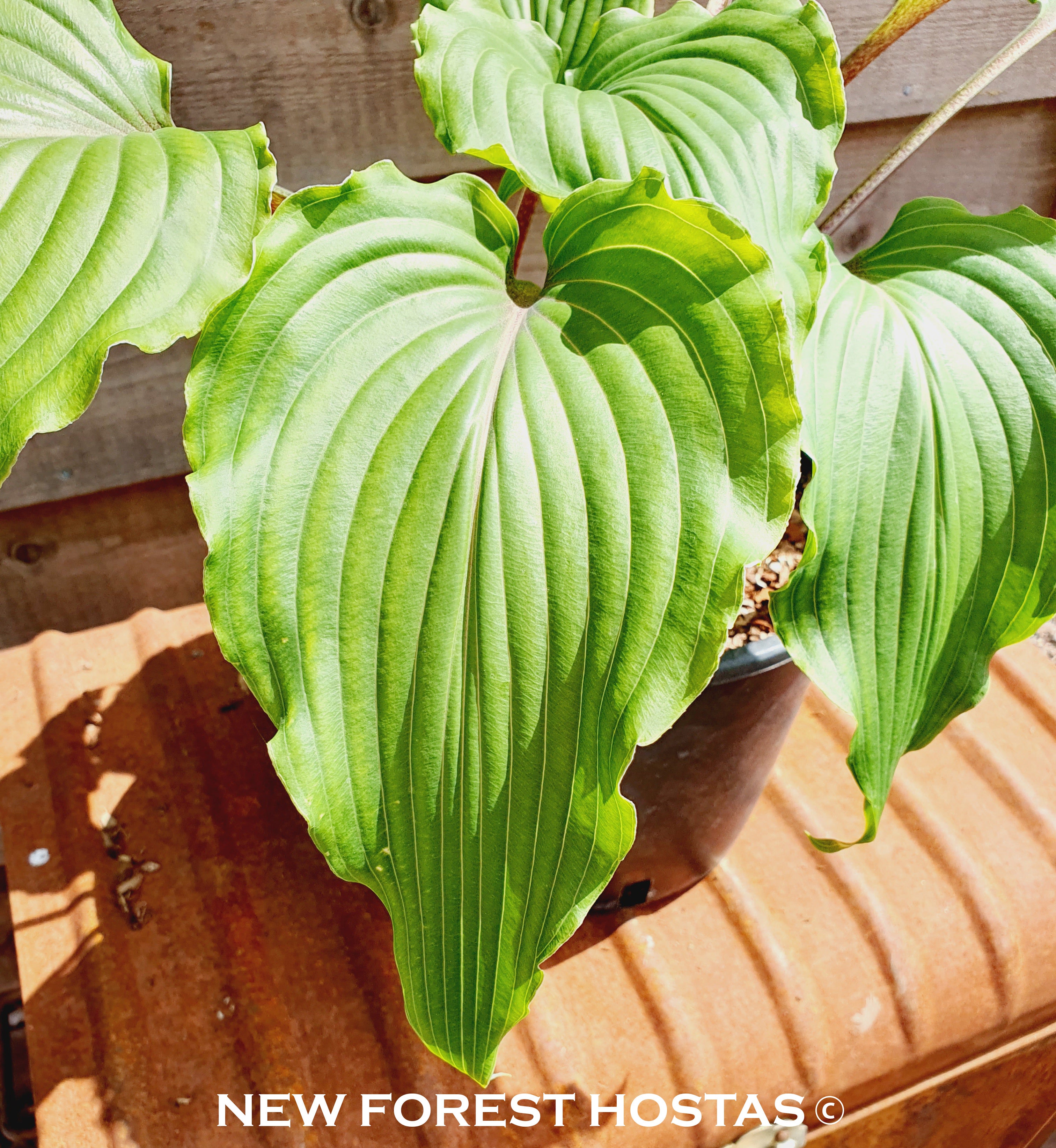 Hosta 'Valley's Red Scorpion' - New Forest Hostas & Hemerocallis
