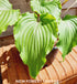 Hosta 'Valley's Red Scorpion' - New Forest Hostas & Hemerocallis