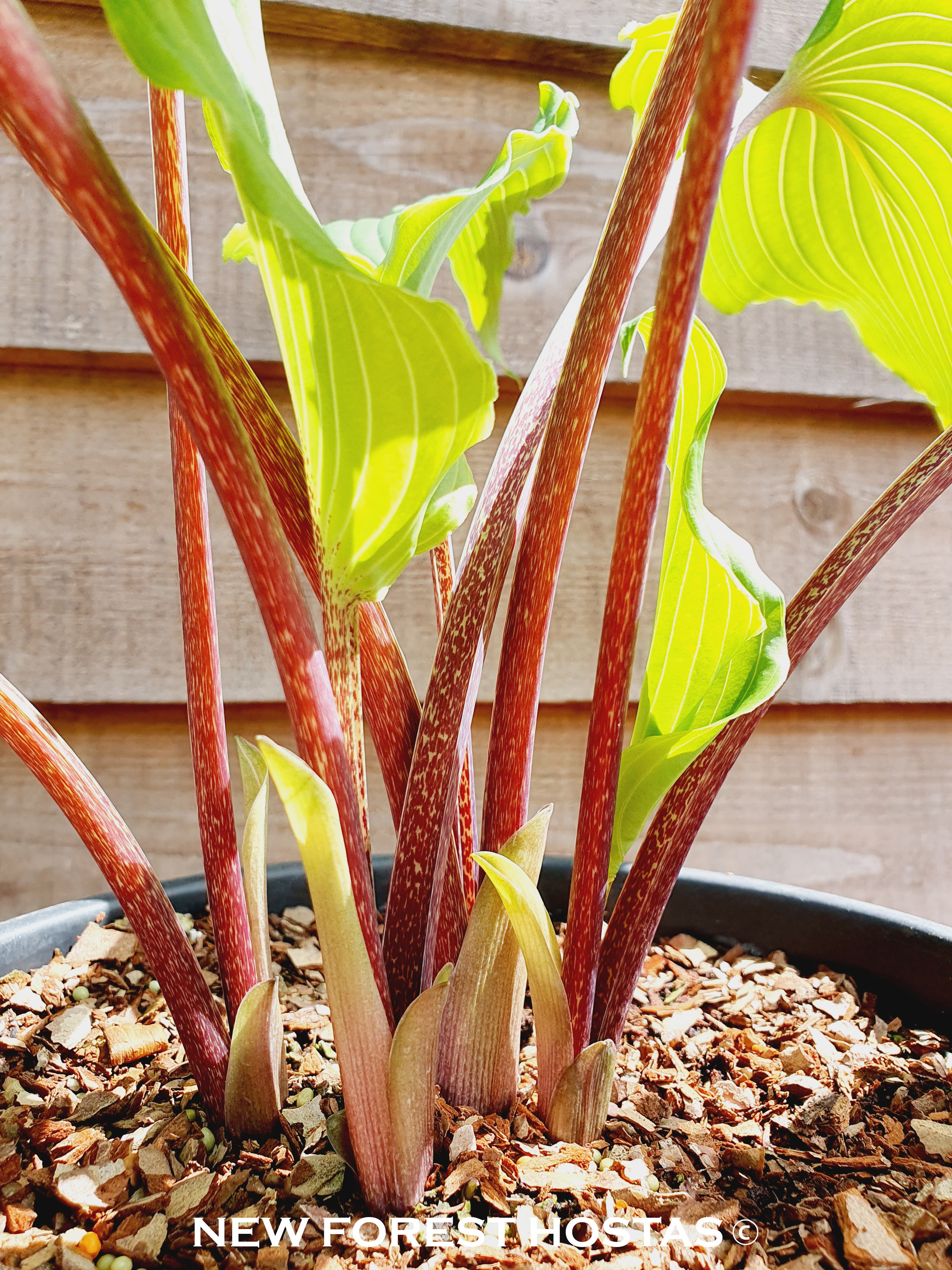 Hosta 'Valley's Red Scorpion' - New Forest Hostas & Hemerocallis