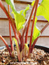 Hosta 'Valley's Red Scorpion' - New Forest Hostas & Hemerocallis