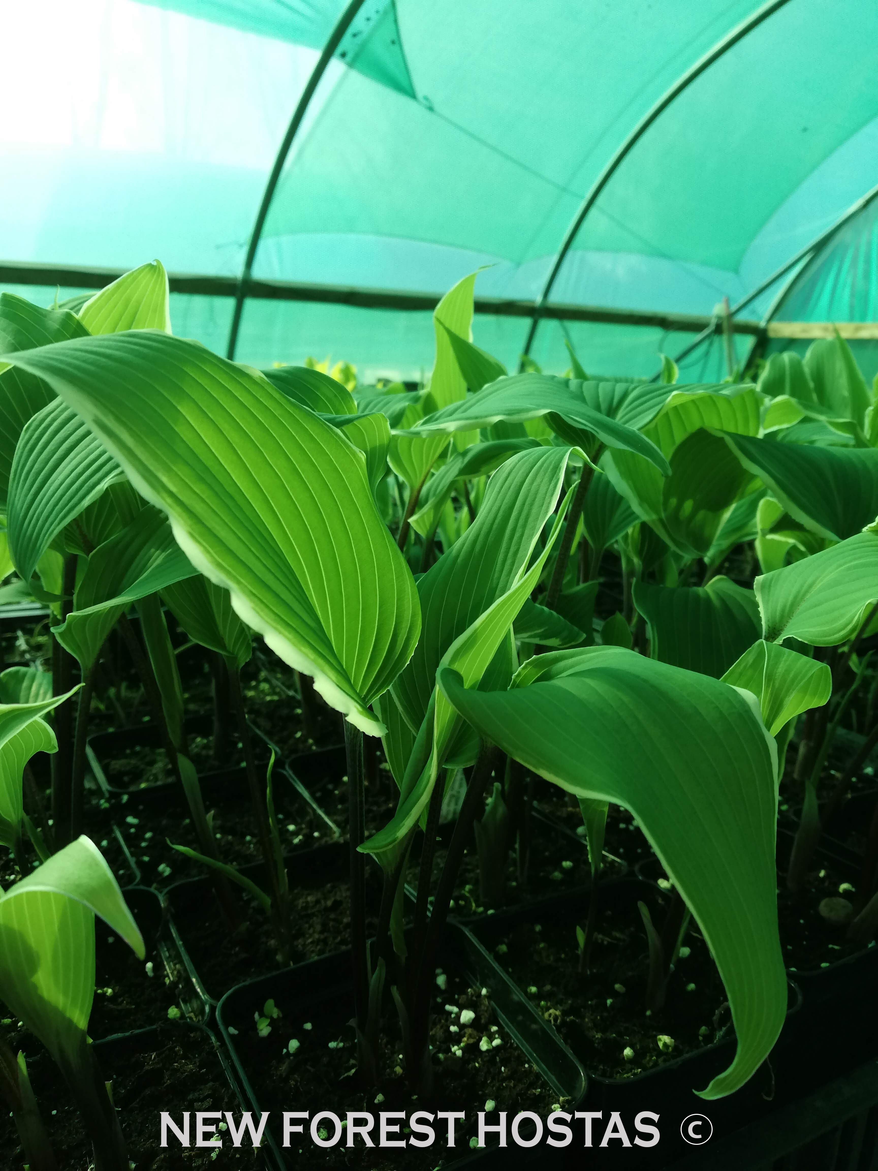 Hosta 'Valley's Sushi' - New Forest Hostas & Hemerocallis