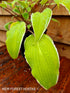Hosta 'Valley's Sushi' - New Forest Hostas & Hemerocallis