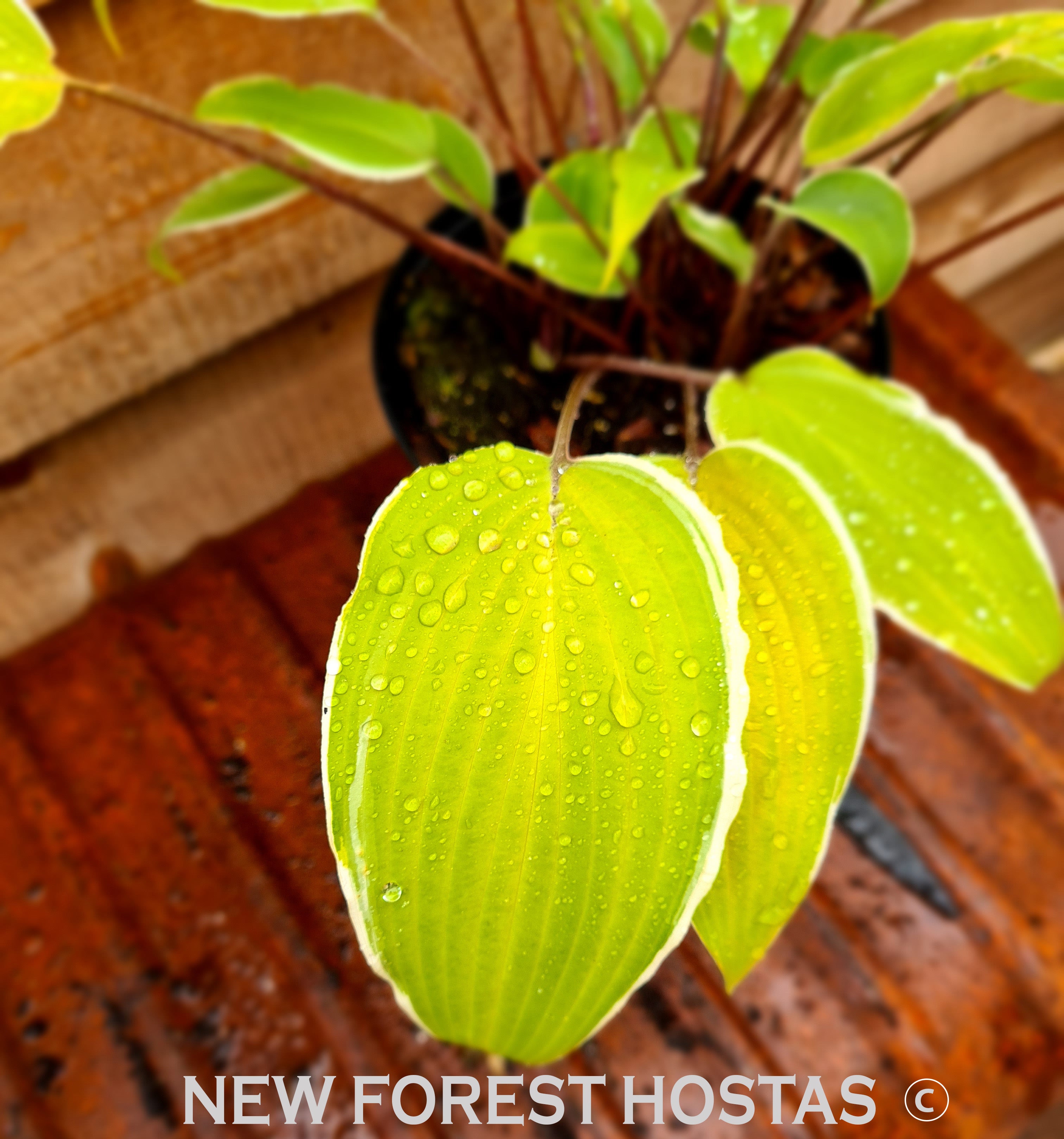 Hosta 'Valley's Sushi' - New Forest Hostas & Hemerocallis