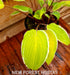 Hosta 'Valley's Sushi' - New Forest Hostas & Hemerocallis