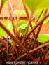 Hosta 'Valley's Sushi' - New Forest Hostas & Hemerocallis
