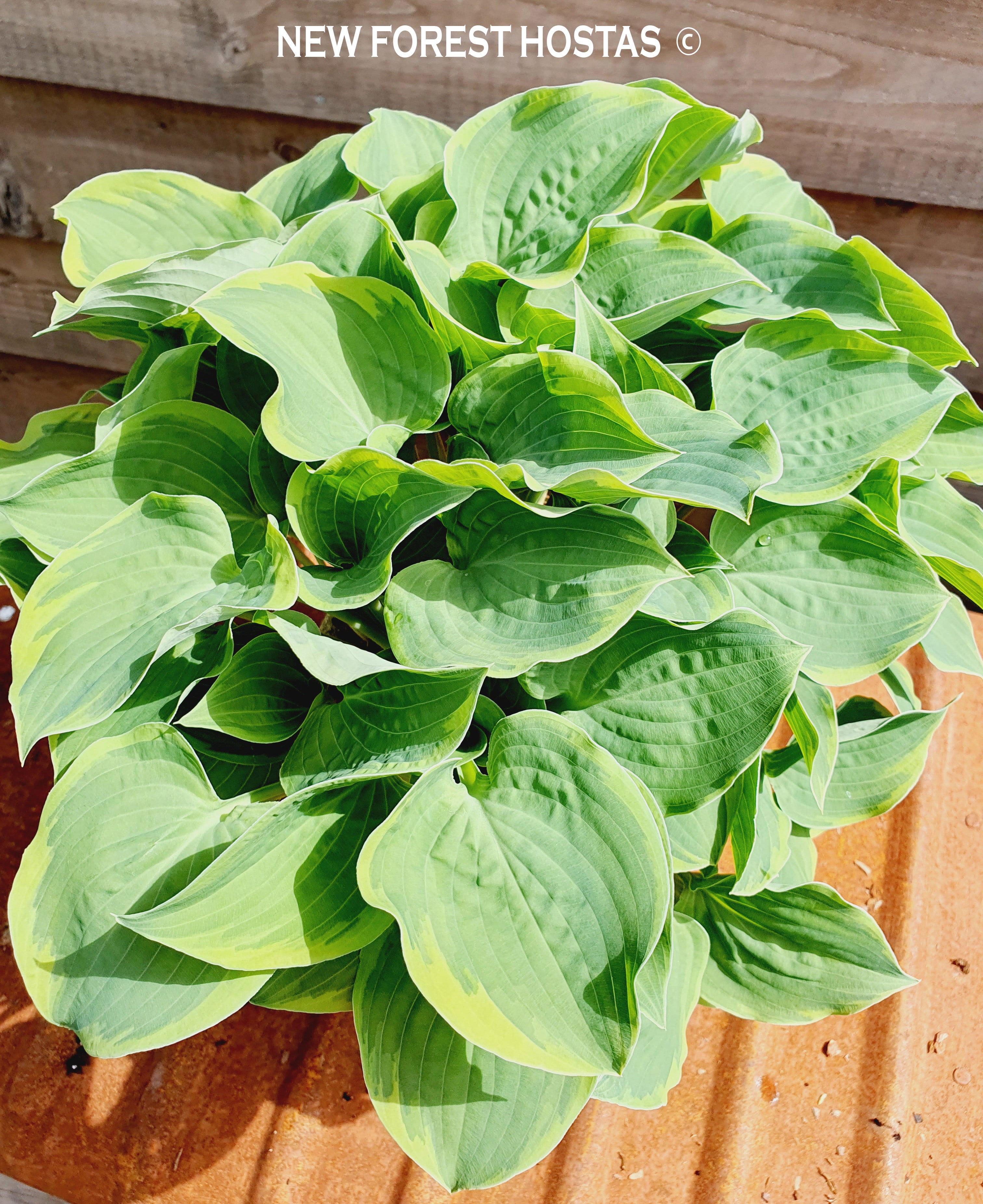 Hosta 'Veronica Lake' - New Forest Hostas & Hemerocallis