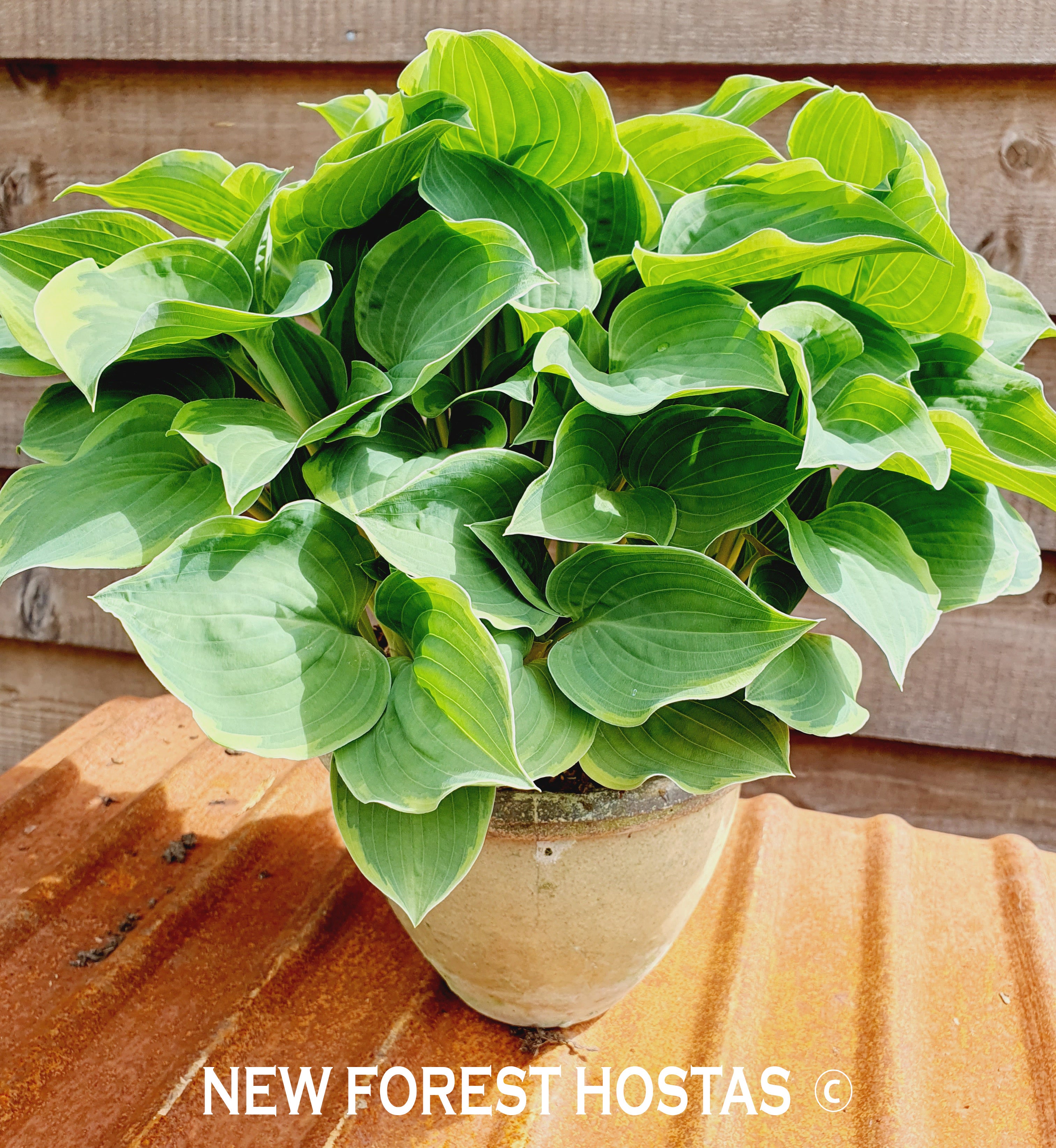 Hosta 'Veronica Lake' - New Forest Hostas & Hemerocallis