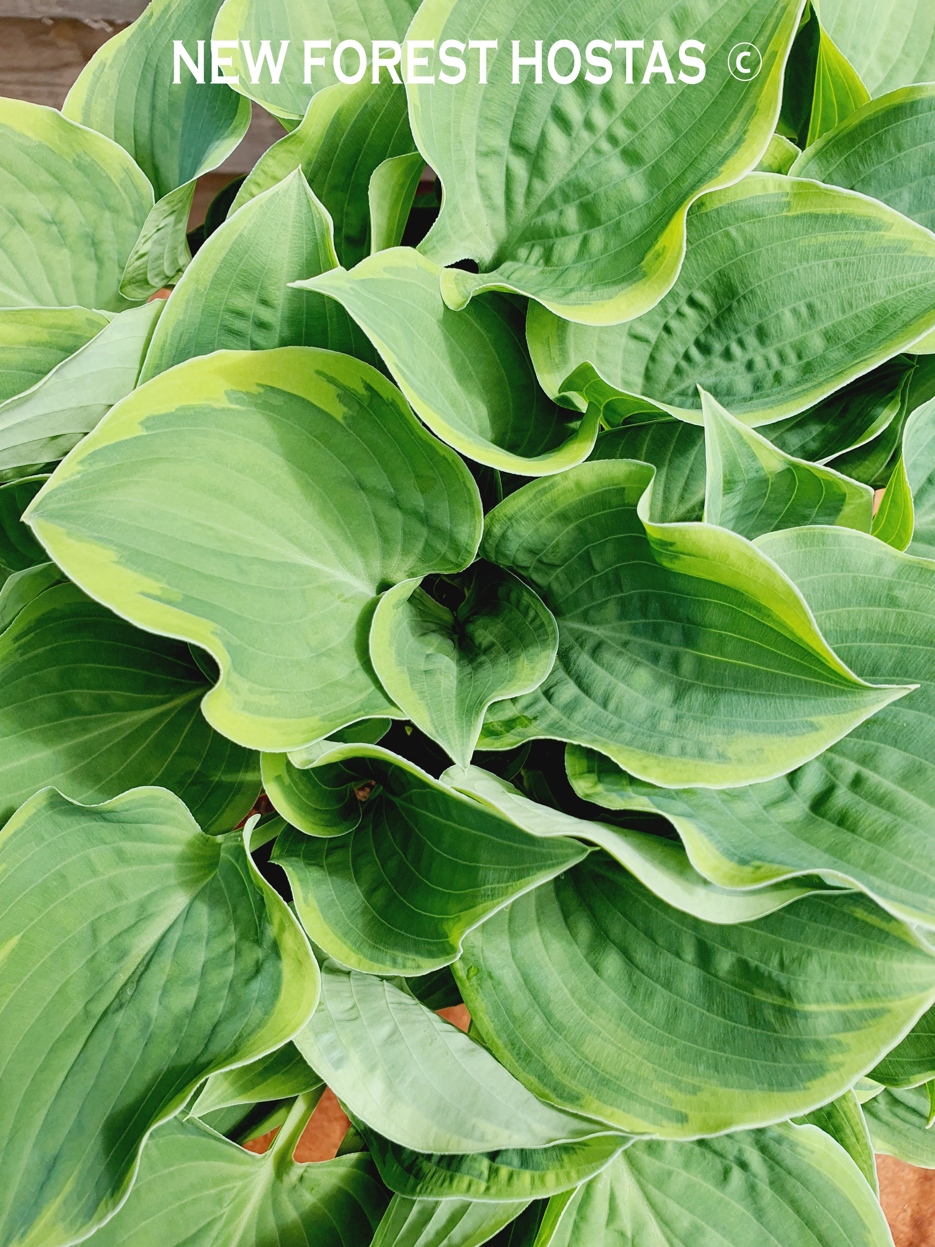 Hosta 'Veronica Lake' - New Forest Hostas & Hemerocallis