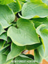 Hosta 'Veronica Lake' - New Forest Hostas & Hemerocallis