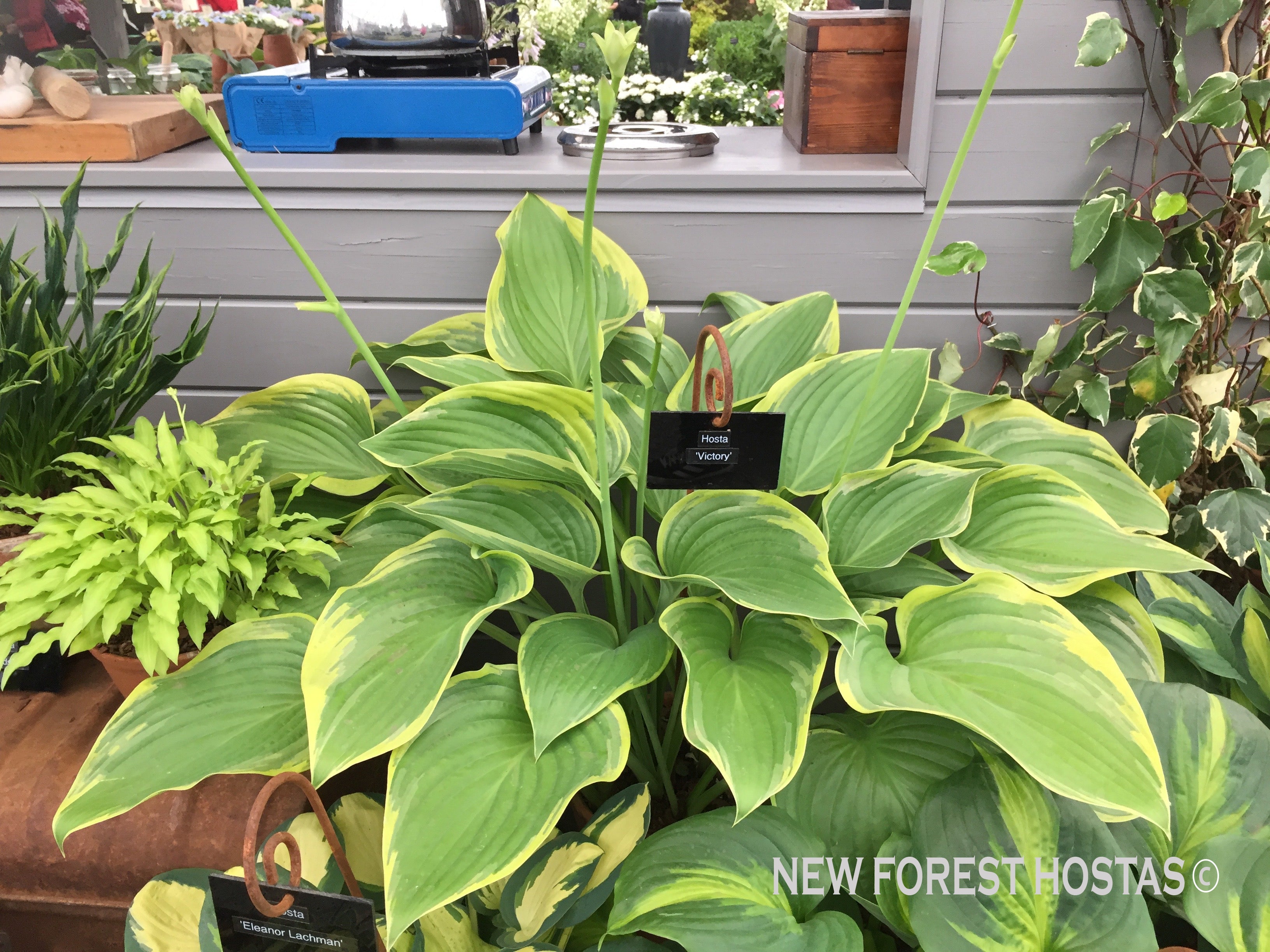 Hosta 'Victory'- Larger Specimen - New Forest Hostas & Hemerocallis