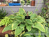Hosta 'Victory'- Larger Specimen - New Forest Hostas & Hemerocallis