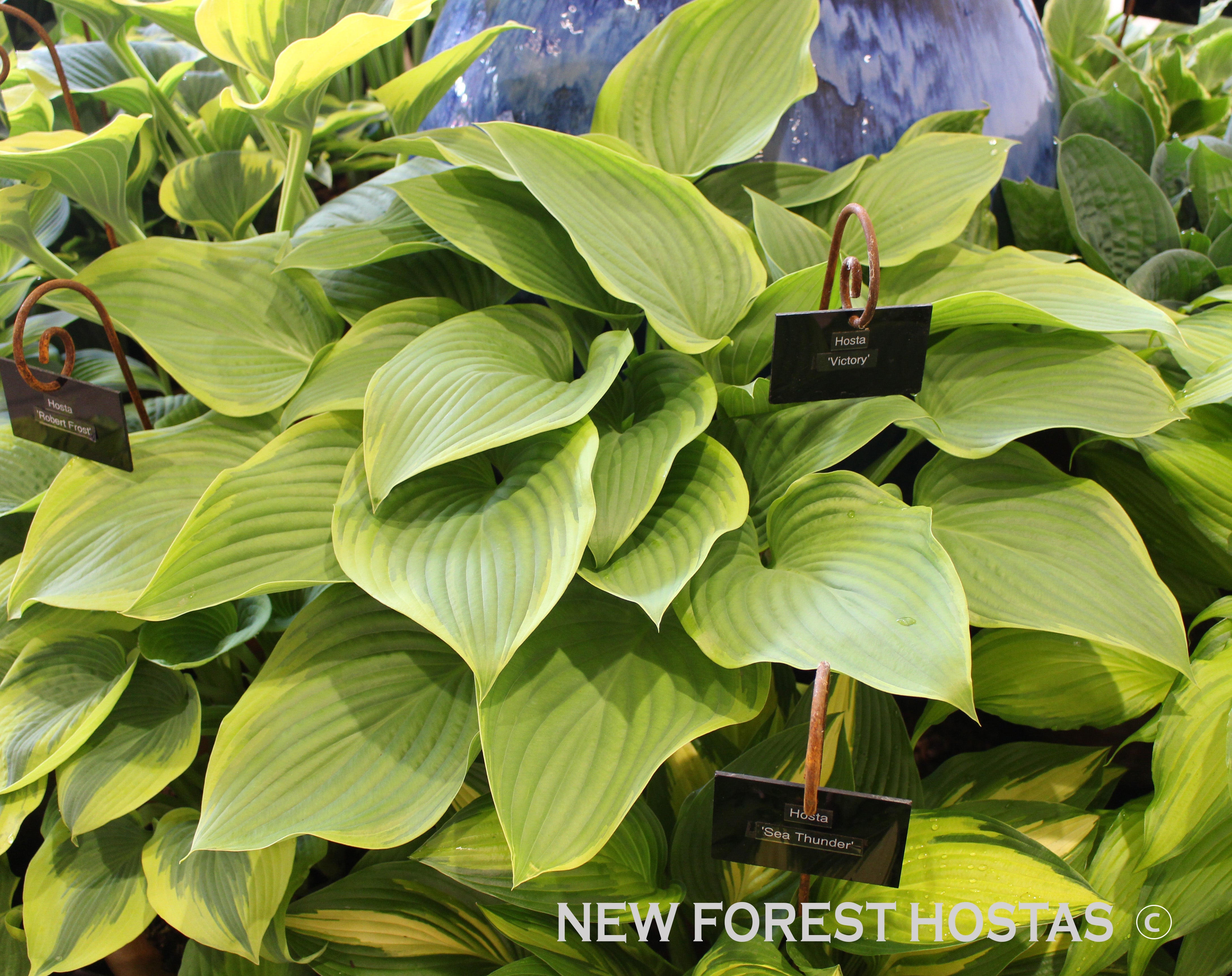Hosta 'Victory'- Larger Specimen - New Forest Hostas & Hemerocallis