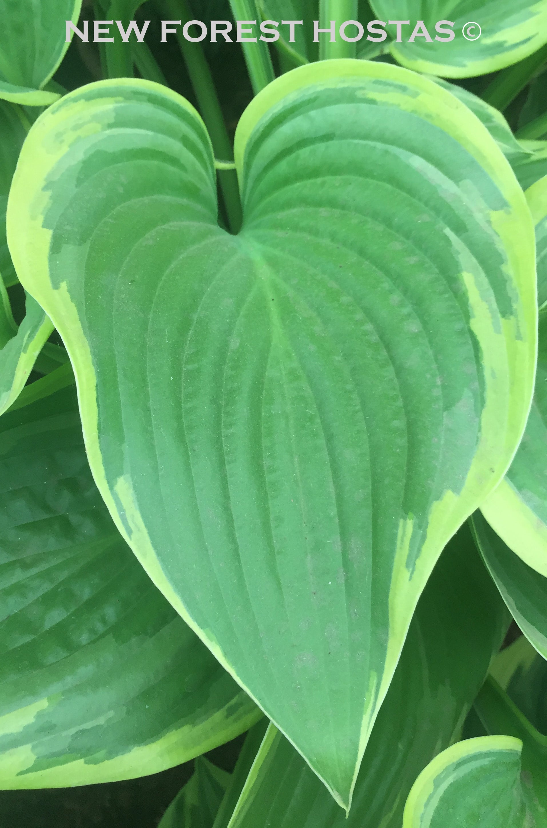 Hosta 'Victory'- Larger Specimen - New Forest Hostas & Hemerocallis