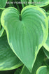 Hosta 'Victory'- Larger Specimen - New Forest Hostas & Hemerocallis