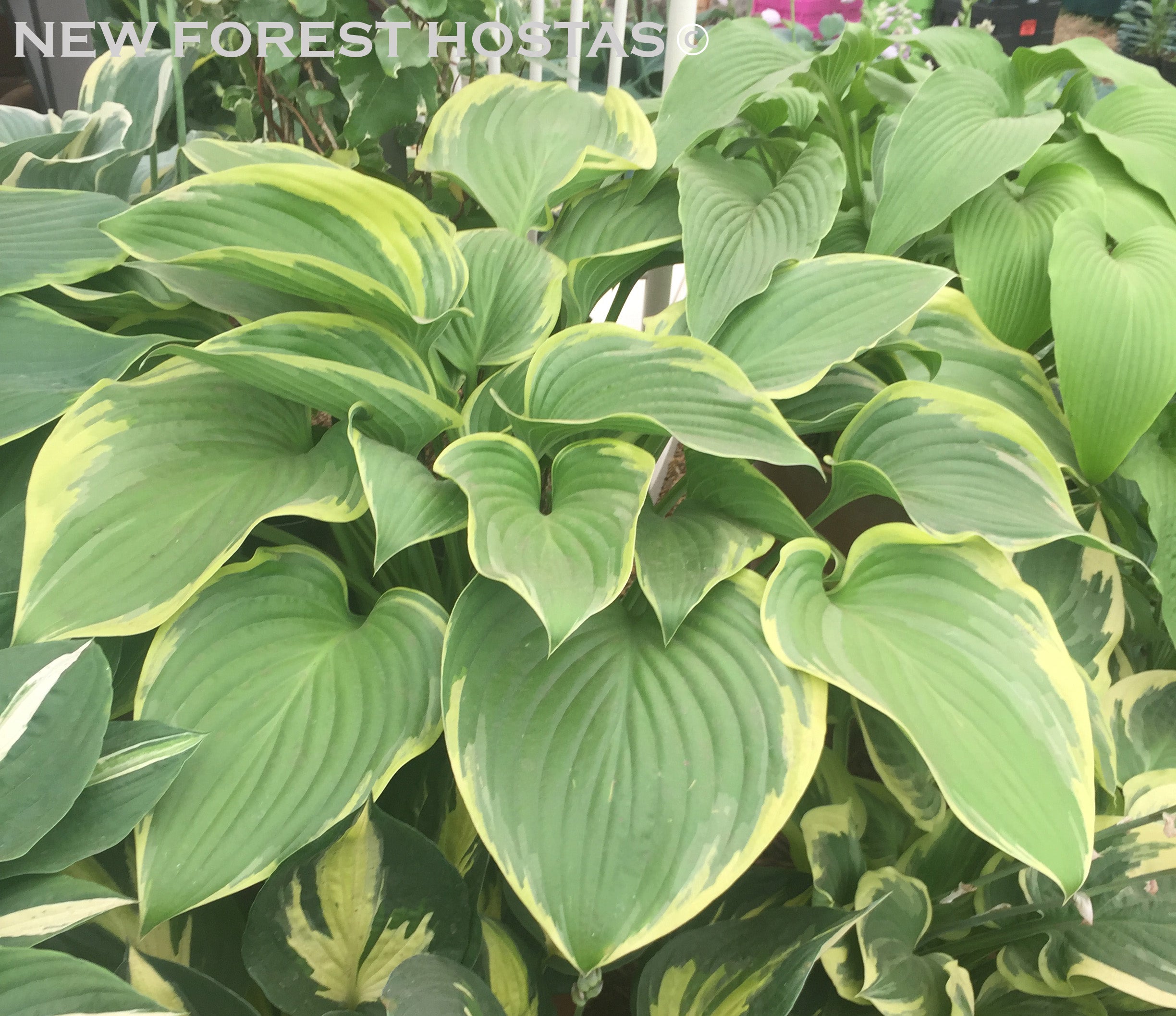Hosta 'Victory'- Larger Specimen - New Forest Hostas & Hemerocallis