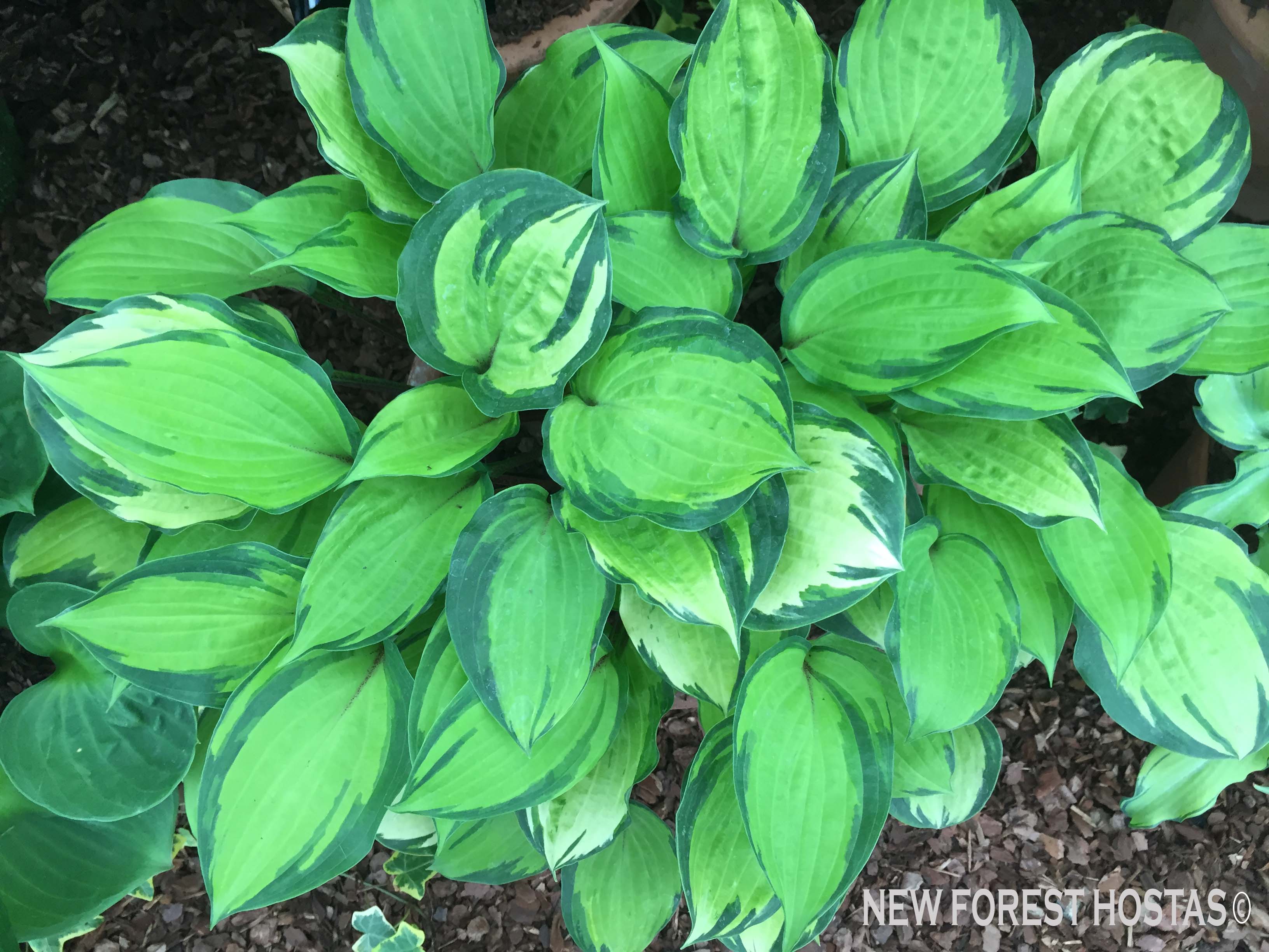 Hosta 'Volcano Island' - New Forest Hostas & Hemerocallis