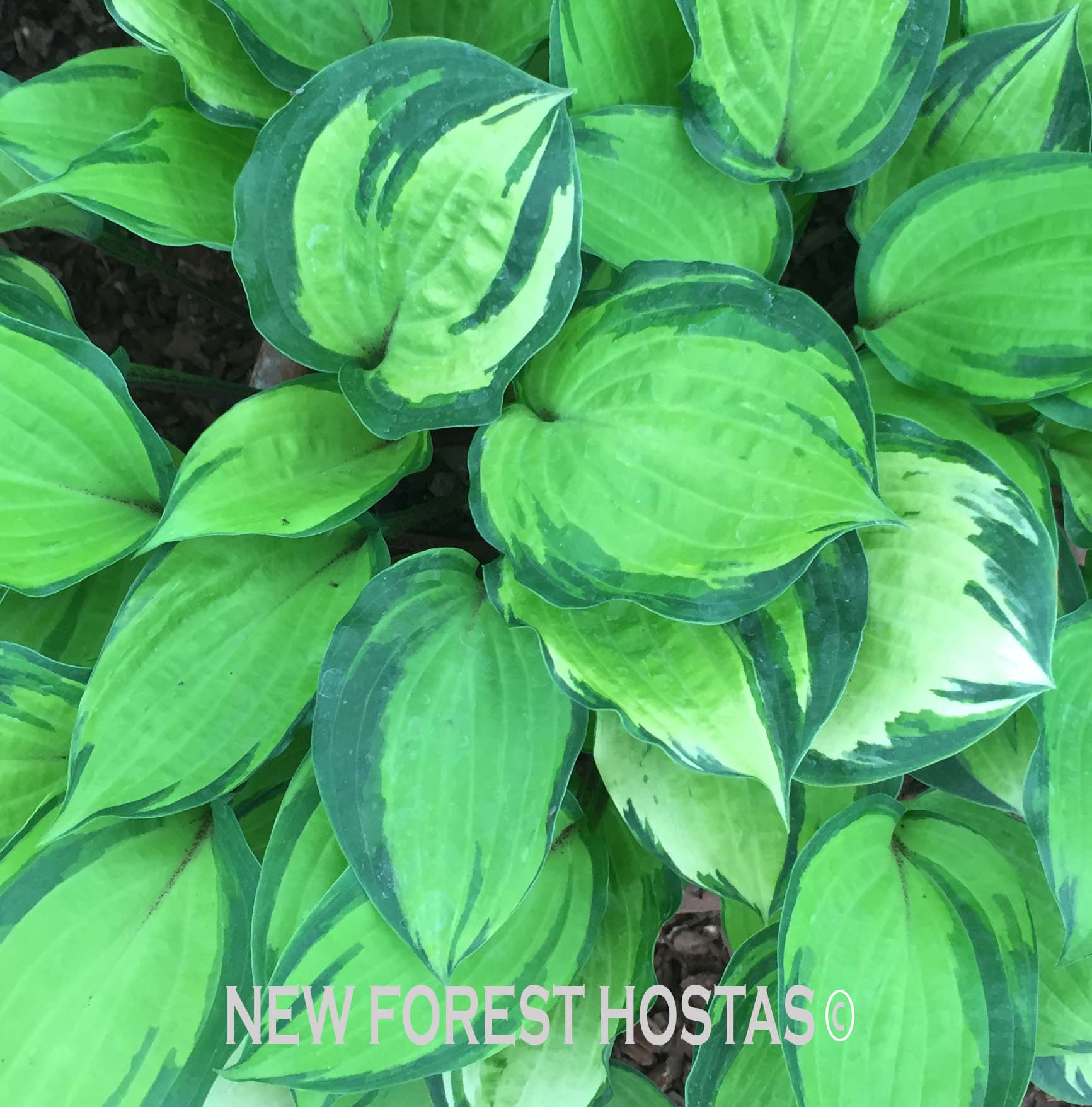 Hosta 'Volcano Island' - New Forest Hostas & Hemerocallis