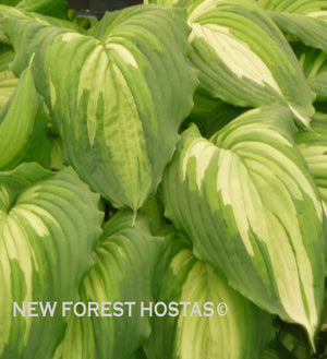 Hosta 'War Paint' - New Forest Hostas & Hemerocallis