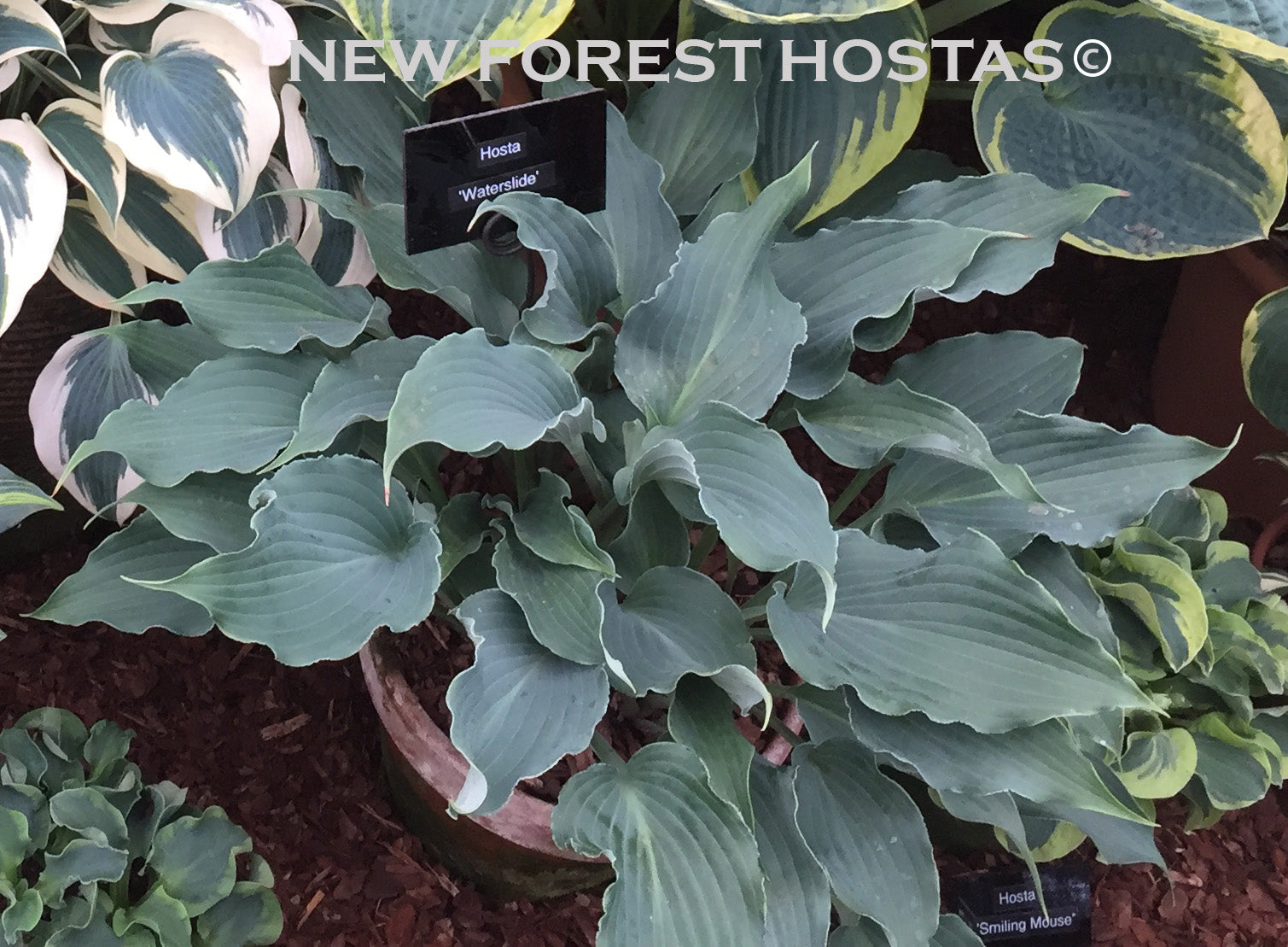 Hosta 'Waterslide' - New Forest Hostas & Hemerocallis