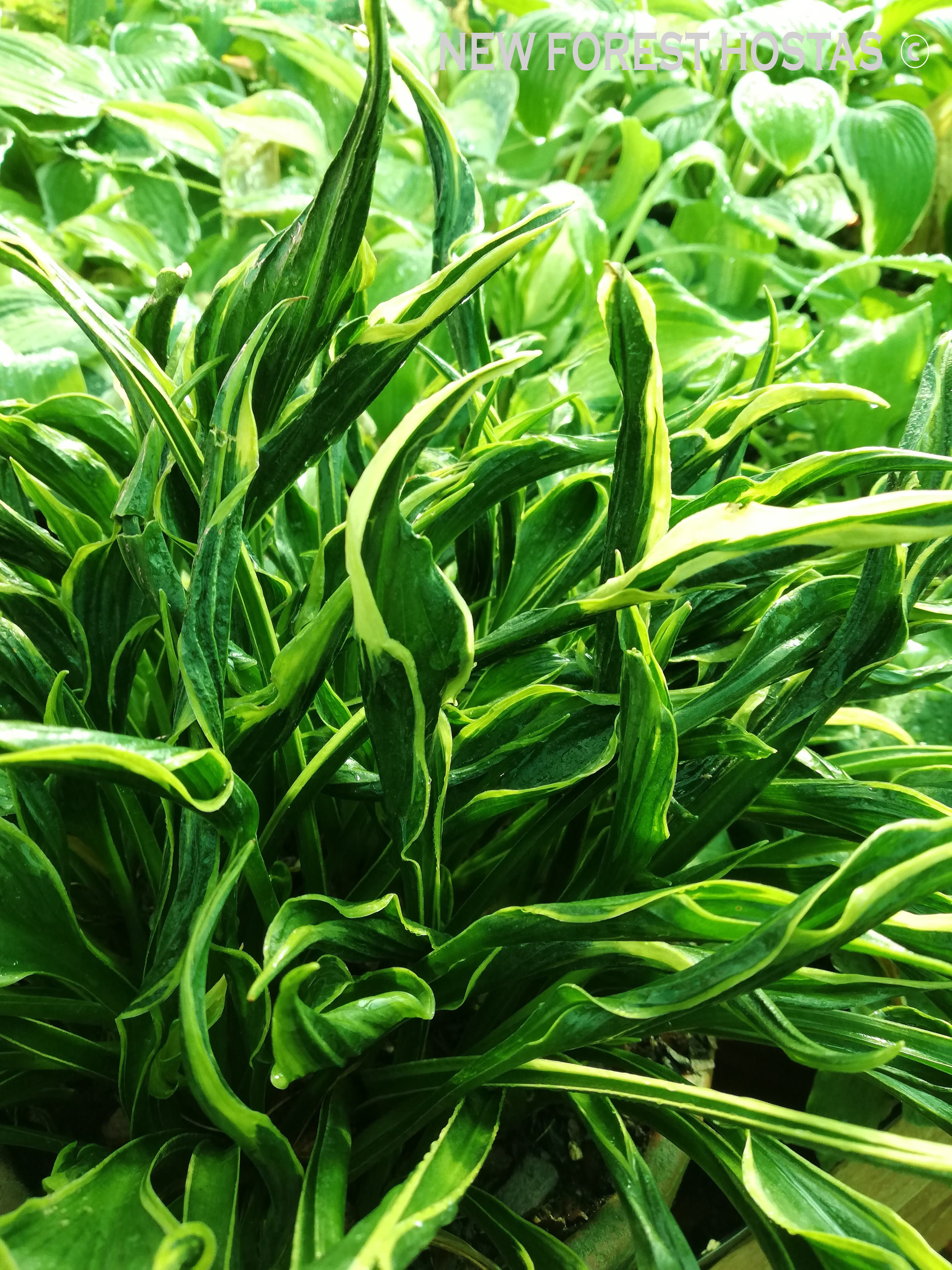 Hosta 'Hands Up' - New Forest Hostas & Hemerocallis