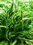 Hosta 'Hands Up' - New Forest Hostas & Hemerocallis