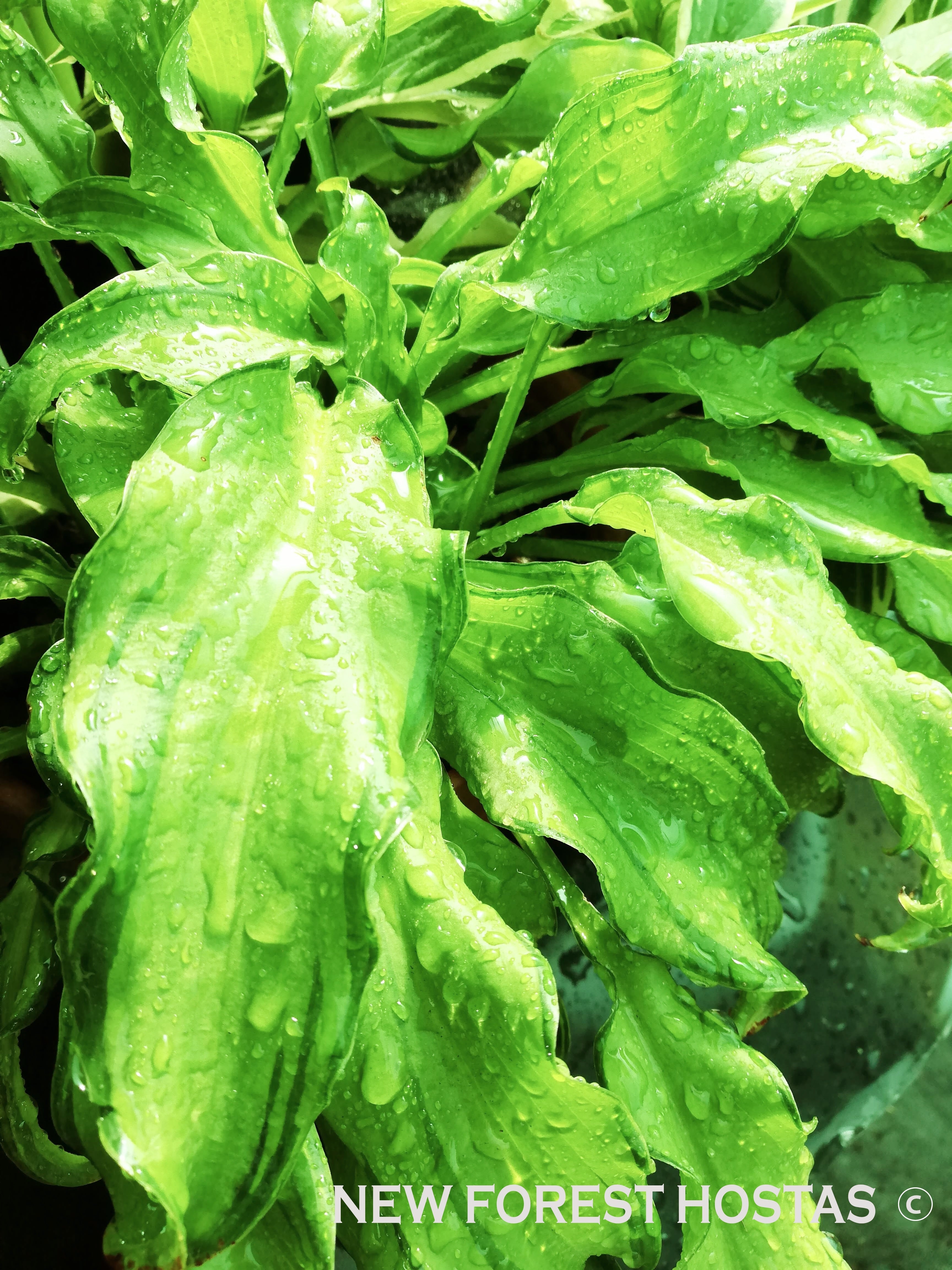 Hosta 'Ripple Effect' - New Forest Hostas & Hemerocallis