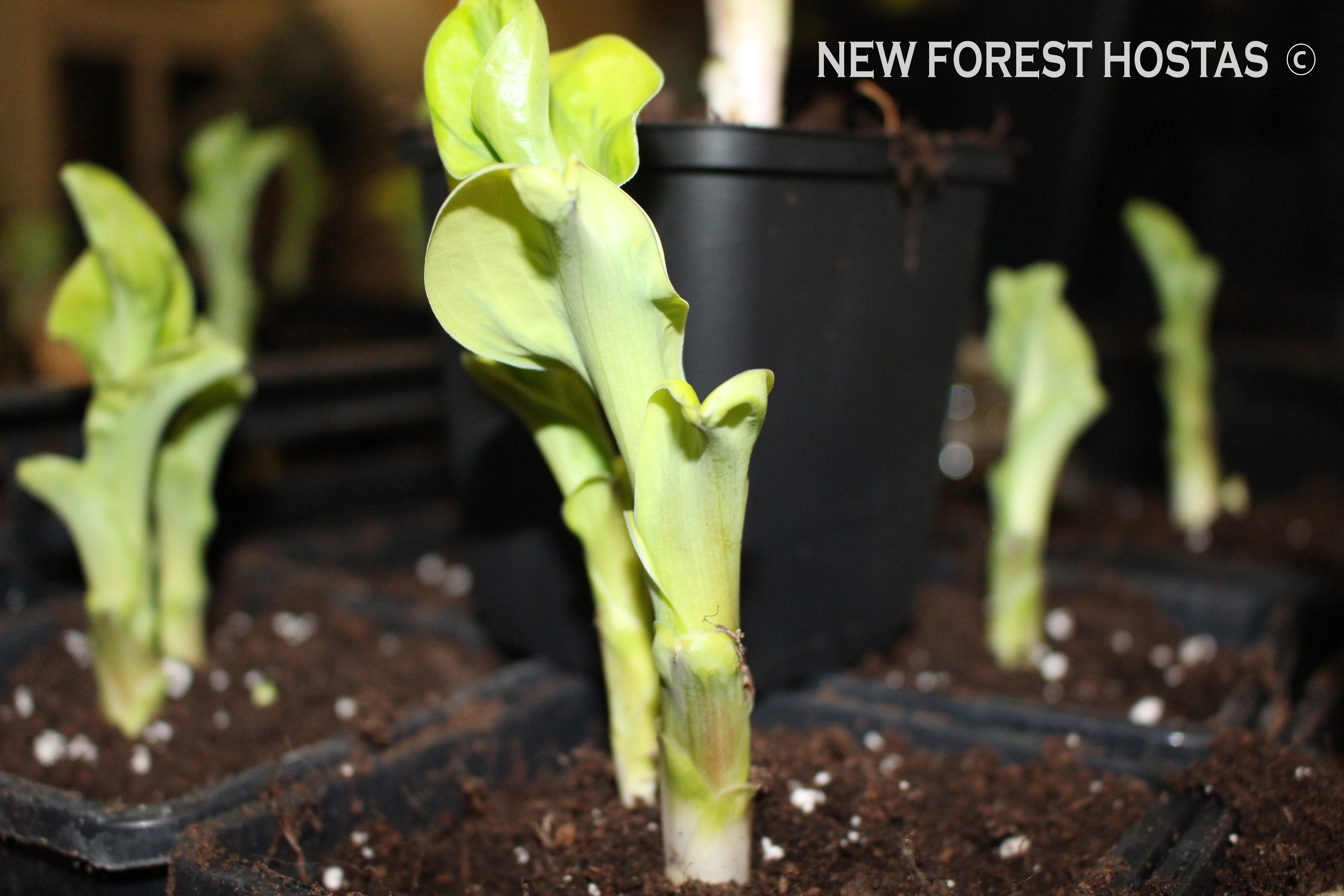 Hosta 'Wheee!' - New Forest Hostas & Hemerocallis