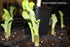 Hosta 'Wheee!' - New Forest Hostas & Hemerocallis
