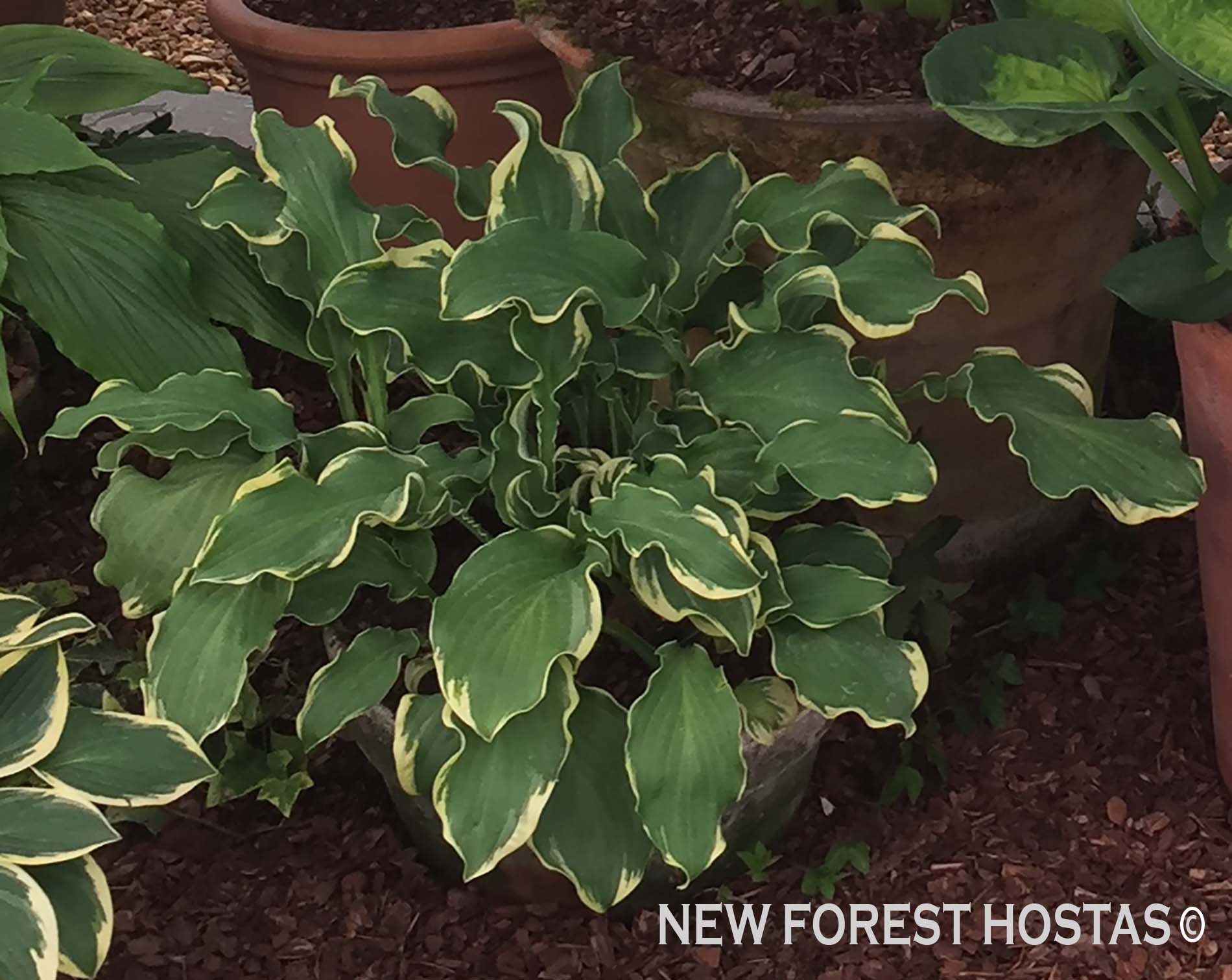 Hosta 'Wheee!' - New Forest Hostas & Hemerocallis