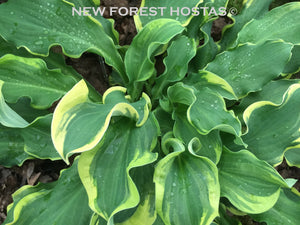 Hosta 'Wheee!' - New Forest Hostas & Hemerocallis