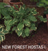 Hosta 'Wheee!' - New Forest Hostas & Hemerocallis