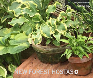 Hosta 'Wheee!' - New Forest Hostas & Hemerocallis