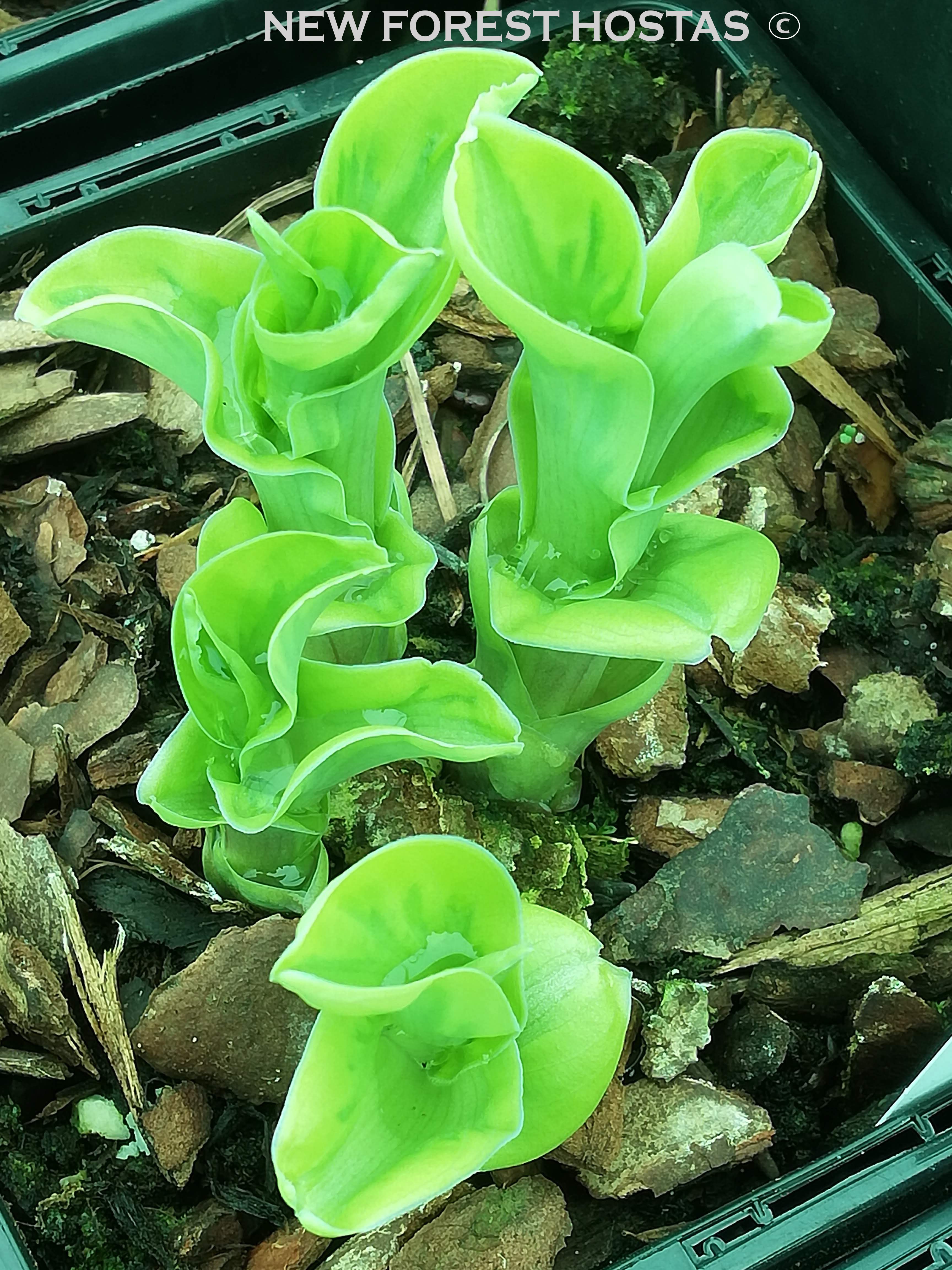 Hosta 'Wheee!' - New Forest Hostas & Hemerocallis