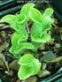 Hosta 'Wheee!' - New Forest Hostas & Hemerocallis