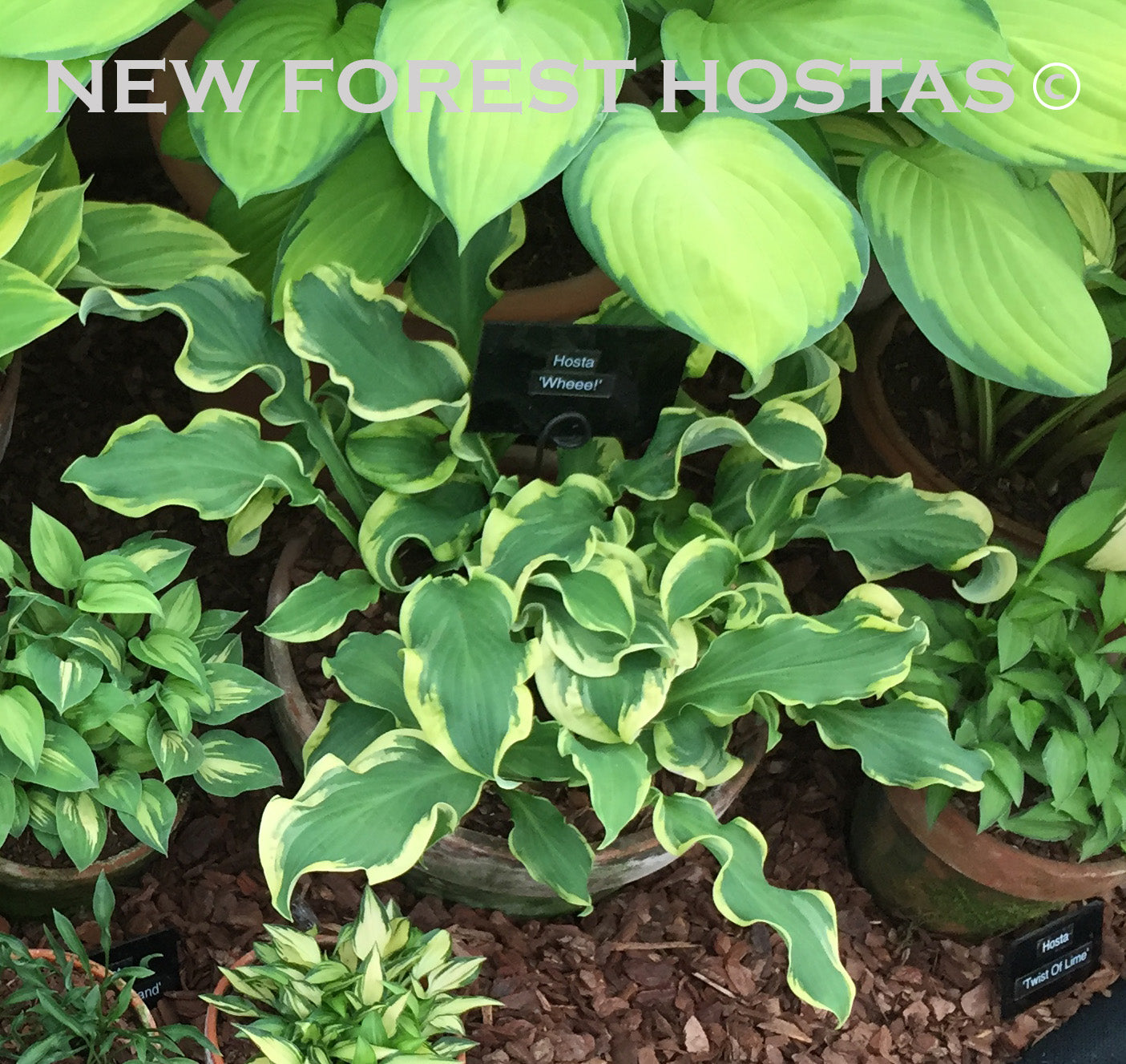 Hosta 'Wheee!' - New Forest Hostas & Hemerocallis