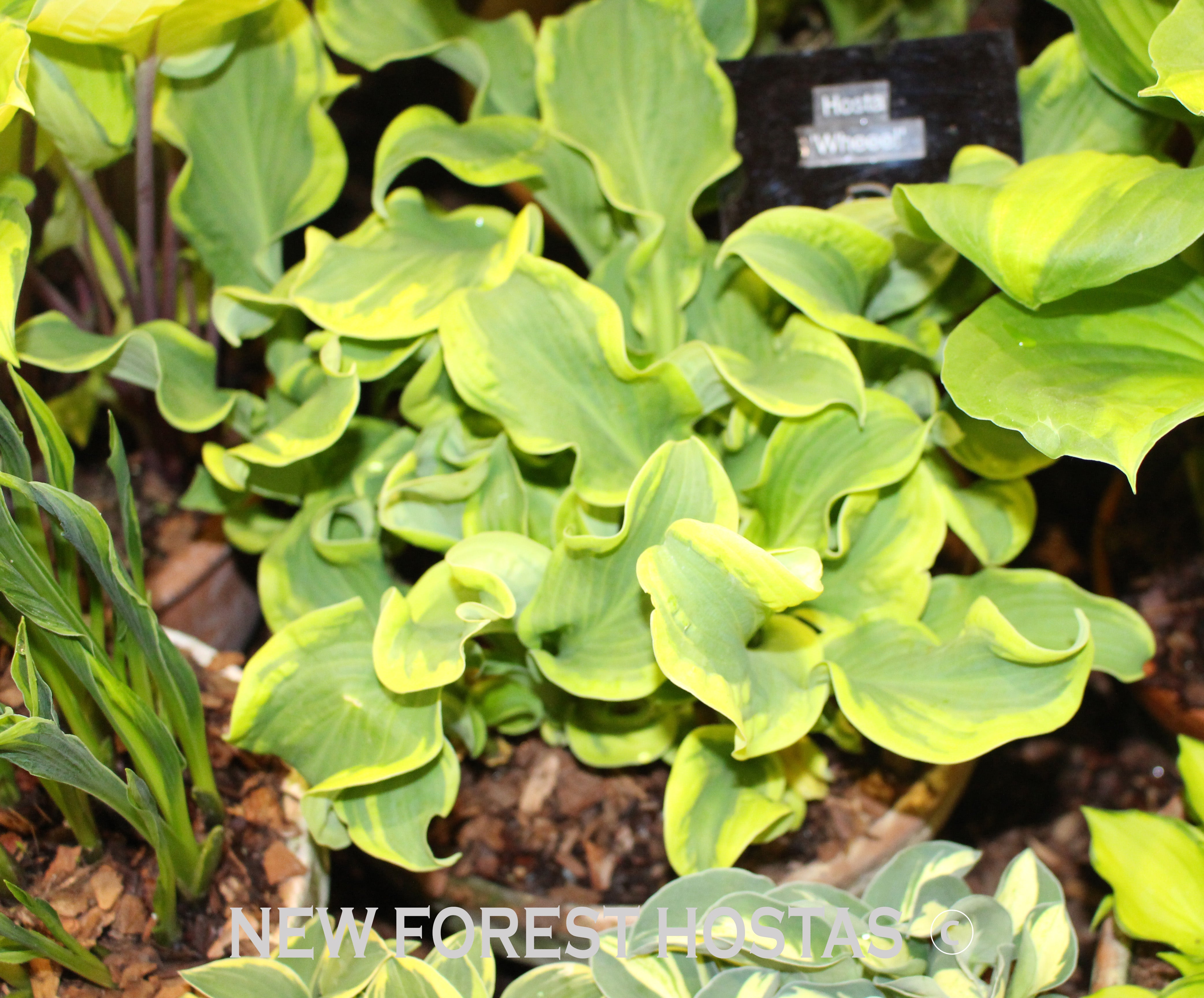 Hosta 'Wheee!' - New Forest Hostas & Hemerocallis