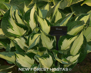 Hosta 'Whirlwind' - New Forest Hostas & Hemerocallis