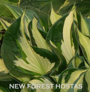 Hosta 'Whirlwind' - New Forest Hostas & Hemerocallis