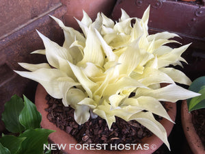 Hosta 'White Feather' - New Forest Hostas & Hemerocallis