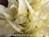 Hosta 'White Feather' - New Forest Hostas & Hemerocallis