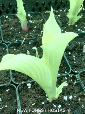 Hosta 'White Feather' - New Forest Hostas & Hemerocallis