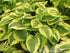 Hosta 'Wide Brim' - New Forest Hostas & Hemerocallis