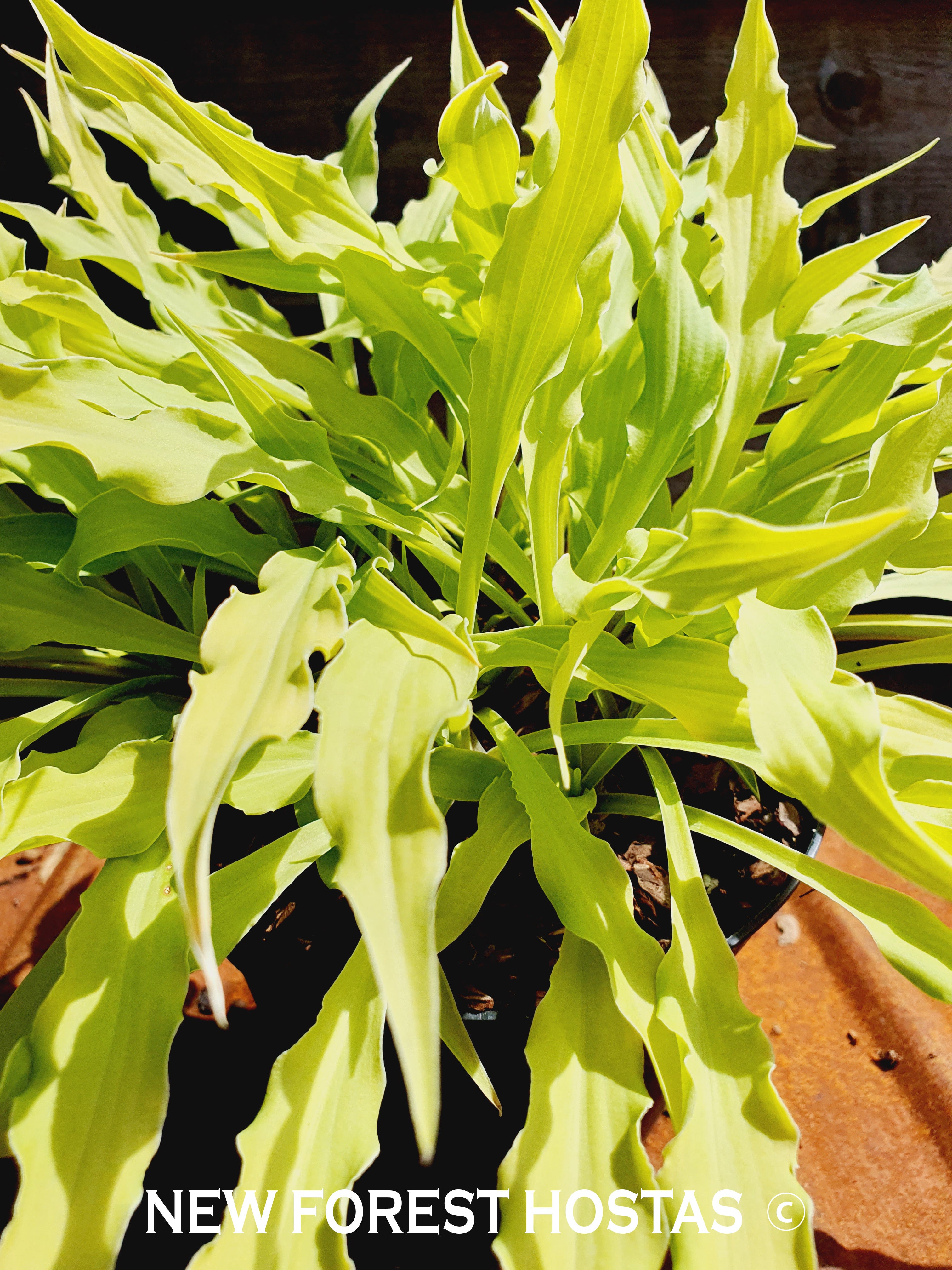 Hosta 'Wiggles and Squiggles' - New Forest Hostas & Hemerocallis