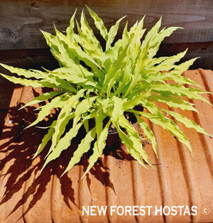 Hosta 'Wiggles and Squiggles' - New Forest Hostas & Hemerocallis