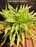 Hosta 'Wiggles and Squiggles' - New Forest Hostas & Hemerocallis